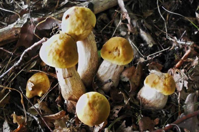 Leccinellum crocipodium (Letell.) Bresinsky & Manfr. Binder 2003